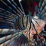 Night Dive Creatures - Lionfish
