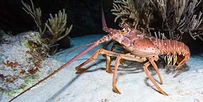Night Dive Creatures - Lobster
