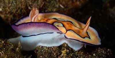 Night Dive Creatures - Nudibranch