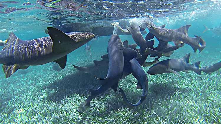 Nurse Sharks at Ambergris Caye - Belize Snorkeling